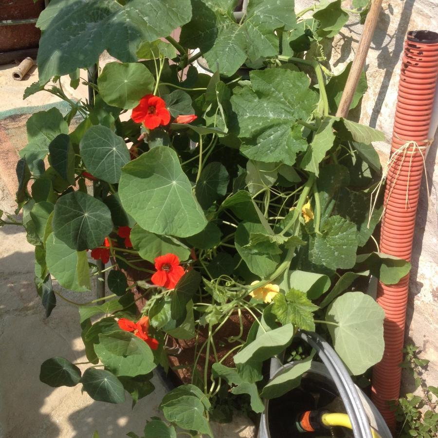 GorzegnoDa Pionzett别墅 外观 照片